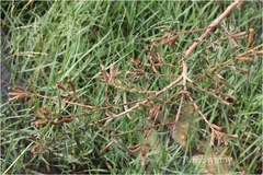 Ludwigia octovalvis